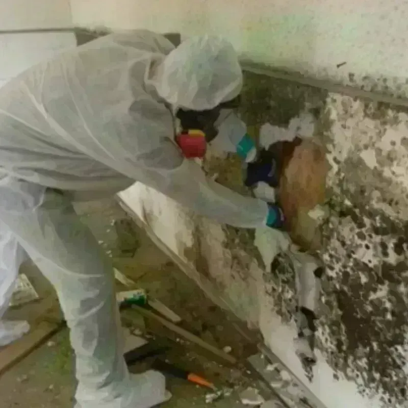 Mold Remediation and Removal in Rohnert Park, CA